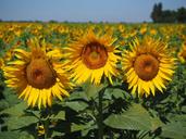 sunflower-sunflower-field-1521884.jpg