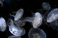 jellyfish-aquarium-underwater-275576.jpg