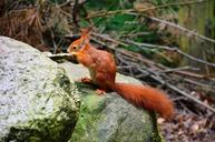 squirrel-forest-eco-park-g%C3%BCstrow-358176.jpg