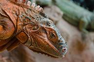 iguana-red-lizard-nature-reptile-917617.jpg