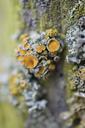 mushrooms-weave-moss-tree-forest-66918.jpg