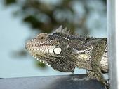 iguana-caribbean-nature-reptile-328060.jpg