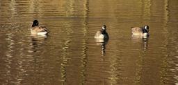 geese-wild-geese-birds-water-666235.jpg