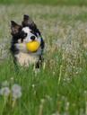 ball-flower-meadow-border-collie-672615.jpg