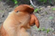 borneo-monkey-long-proboscis-monkey-205096.jpg