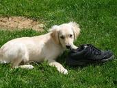 puppy-shoe-playing-golden-315322.jpg