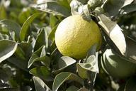 lemon-tree-citrus-fruits-lemon-tree-789142.jpg