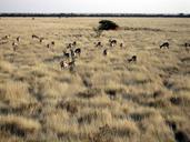 Gacelas en Etosha.jpg