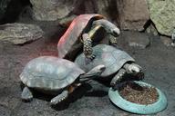 turtles-animal-reptile-zoo-1150195.jpg