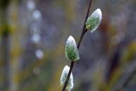 willow-salix-gems-gemma-buds-tree-1708822.jpg