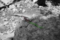 lizard-color-colorful-408195.jpg