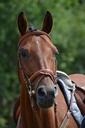 tournament-horse-racehorse-horse-379032.jpg