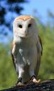 owl-bird-barn-owl-close-up-details-275990.jpg