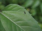 ant-leaf-nature-black-insect-913997.jpg