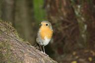 robin-bird-photo-model-fun-holiday-341245.jpg