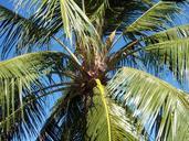 coconut-tree-caribbean-blue-sky-910319.jpg