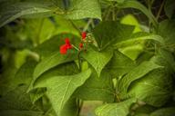 beans-beauty-bean-garden-green-140745.jpg