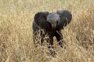 elephant-baby-sl%C5%AFn%C4%9B-amboseli-650631.jpg