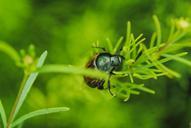 beetle-grass-water-foliage-362444.jpg