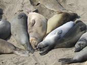 sea-lions-highway-1-california-8032.jpg