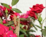 praying-mantis-macro-garden-brown-946793.jpg