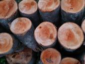 trunk-wood-pine-170861.jpg