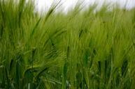 barley-cereals-barley-field-grain-345137.jpg