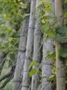 vines-wingert-vineyard-660651.jpg