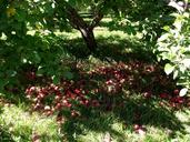 apples-nature-tree-green-orchard-1145786.jpg