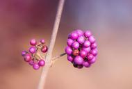 berries-violet-nature-plant-purple-527438.jpg