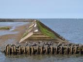 surf-wall-north-sea-wadden-sea-415855.jpg