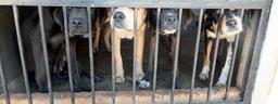 dogs-cage-sad-pound-656767.jpg