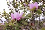 saucer-magnolia-magnolia-tree-997282.jpg