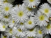 ice-plant-lampranthus-white-blossom-510124.jpg