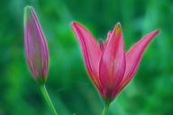 lily-pink-red-flower-nature-plant-579956.jpg