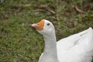 animals-duck-animal-world-farm-973133.jpg