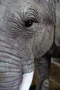 elephant-eye-head-face-wrinkled-543256.jpg