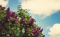 purple-flowers-bloom-spring-768143.jpg