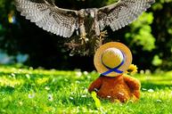 falcon-prey-access-snap-teddy-1329991.jpg