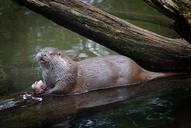 otter-animal-pond-zoo-289840.jpg