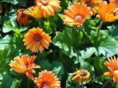 orange-calendula-flower-1015916.jpg