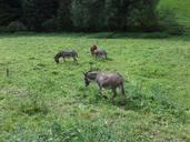 donkey-meadow-nature-1044789.jpg