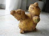 potato-fruit-malformation-podgy-433191.jpg