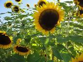 sunflowers-flowers-sun-nature-665095.jpg