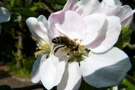 bee-pollen-collect-blossom-bloom-1374318.jpg