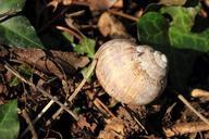 snail-shell-snail-shell-nature-627760.jpg