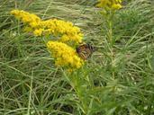 Monarch butterfly on goldenrod plant flower.jpg