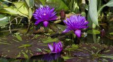 water-lilies-purple-violet-440615.jpg