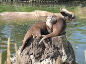 otter-zoo-rhino-life-together-92311.jpg