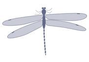 damselfly_T.png